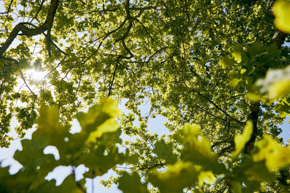 Kako pravilno posadimo drevo