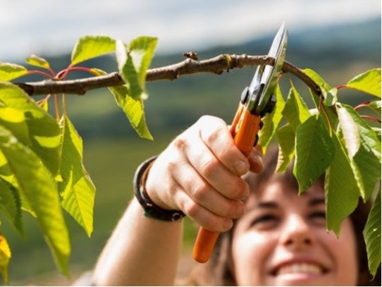 Slika za kategorijo Nega dreves
